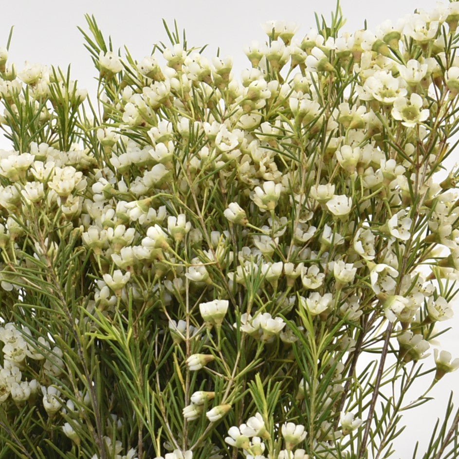 WAXFLOWER WHITE 500g 
