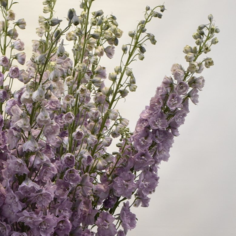 Delphinium D. Dewi Melody 