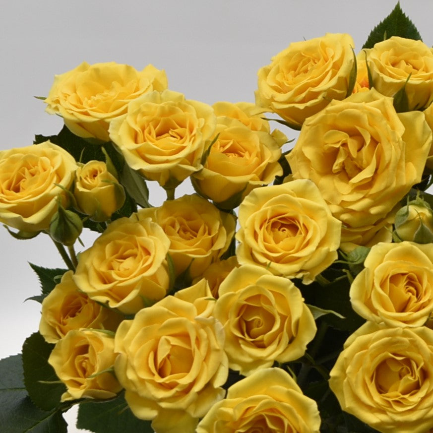 ROSE YELLOW BABE 