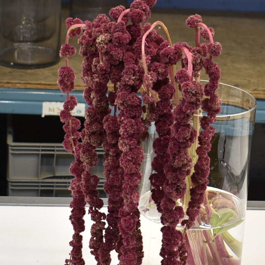 AMARANTHUS HANGING RED 