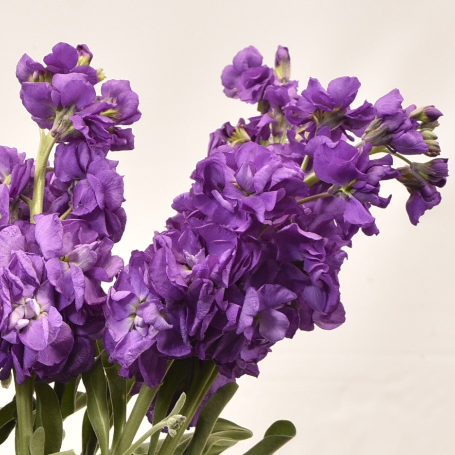 STOCK PURPLE 
