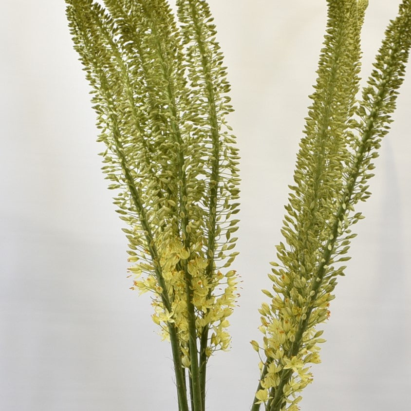 Eremurus Rebel Yellow 
