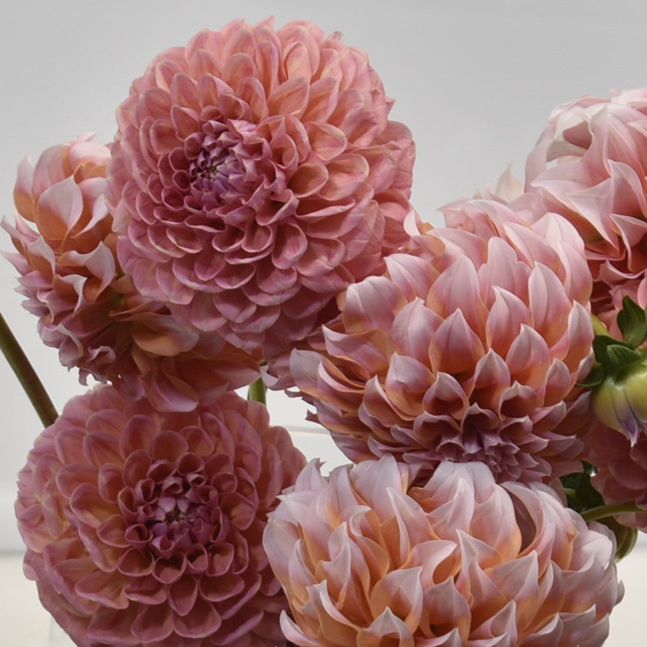Dahlia Coral 
