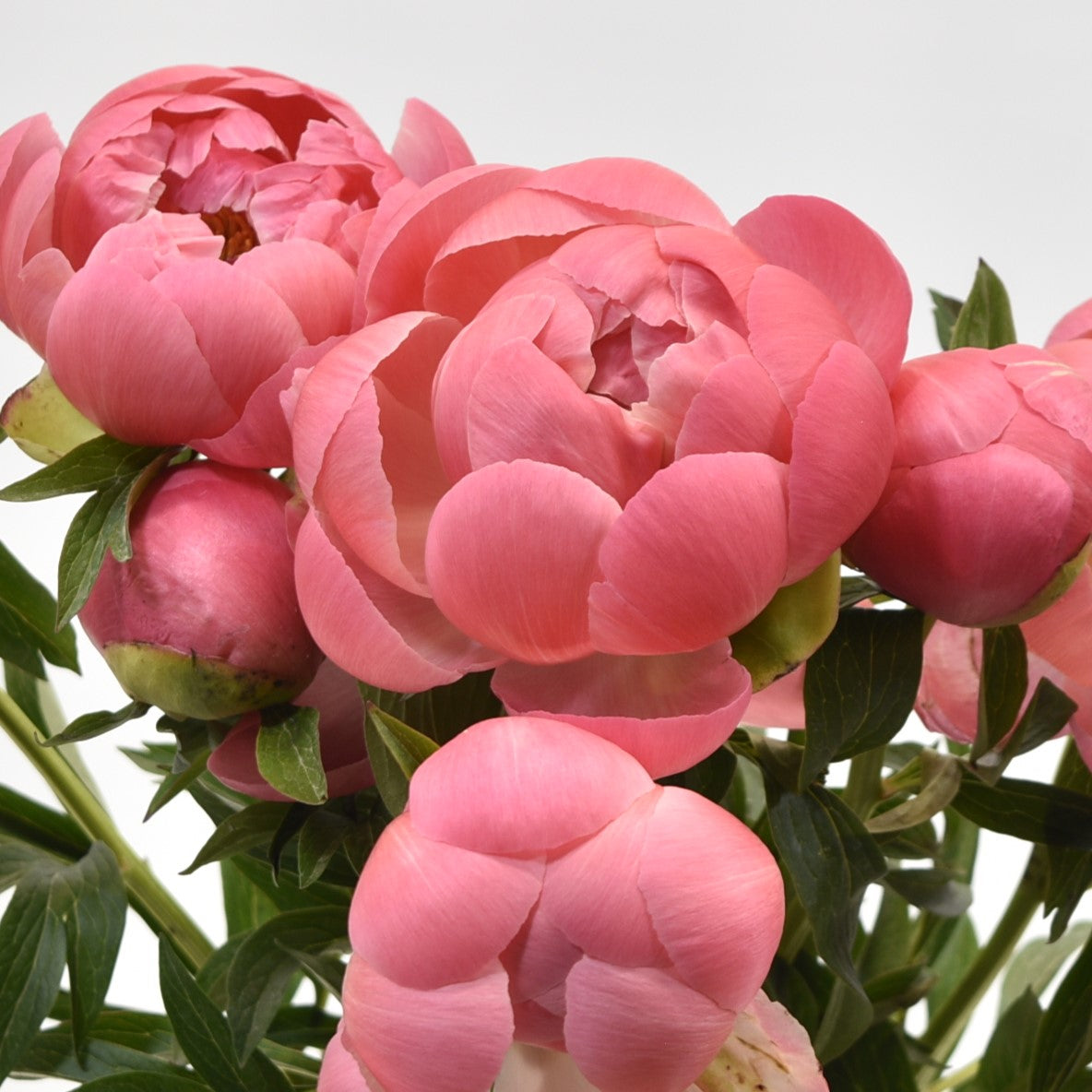 PEONY CORAL CHARM 
