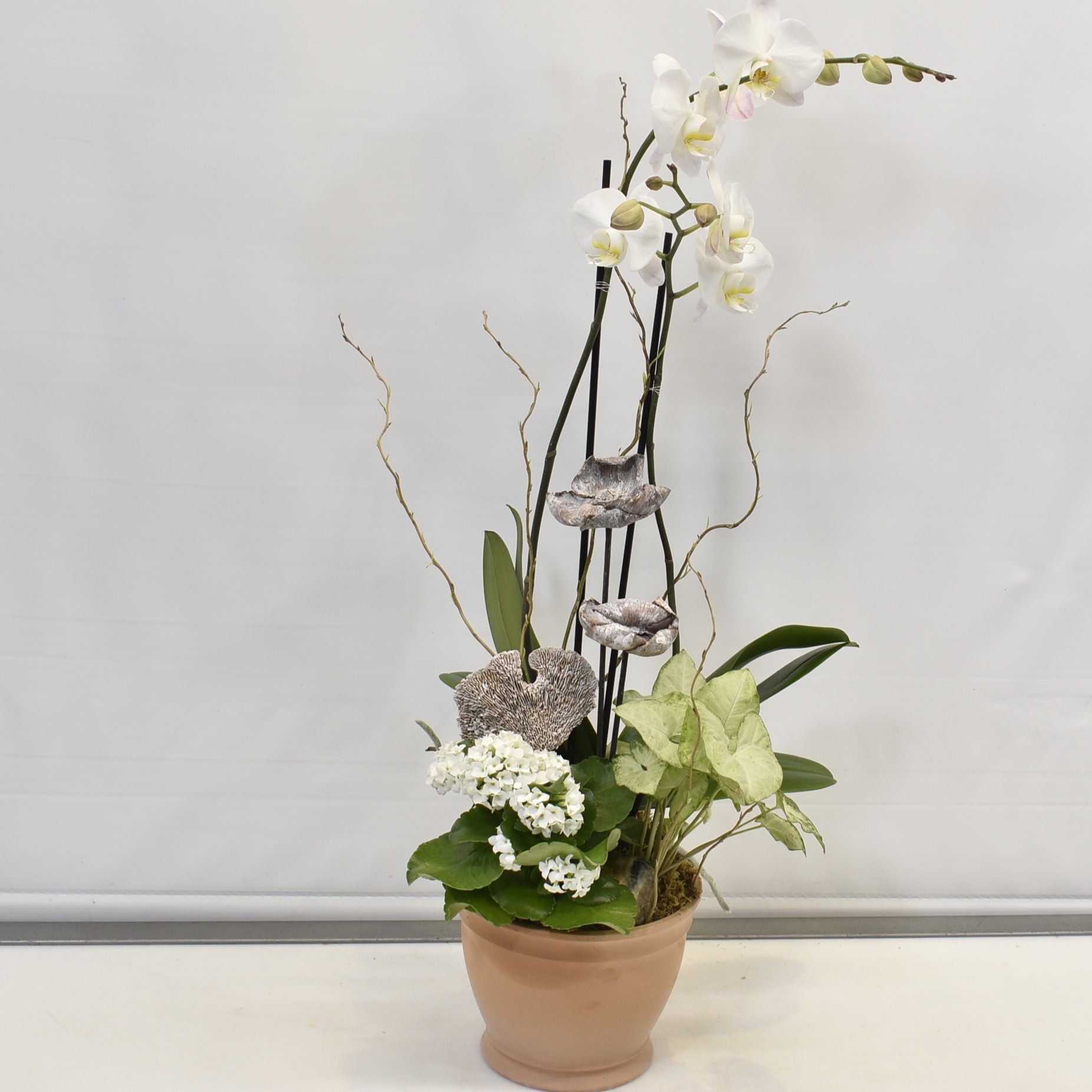 White Willow Botanical Suite 