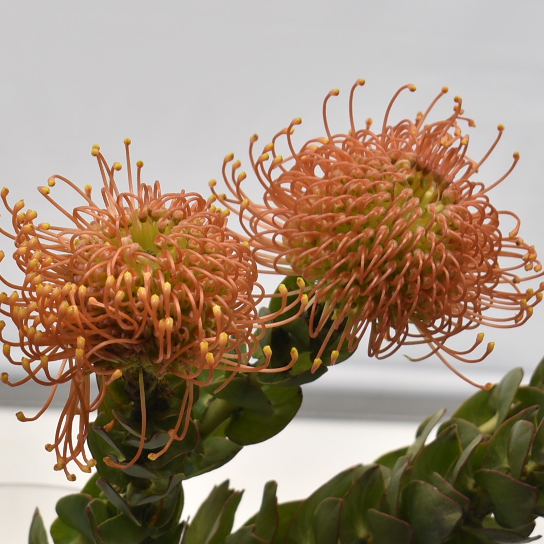 PINCUSHION NUTAN SUCCESSION 