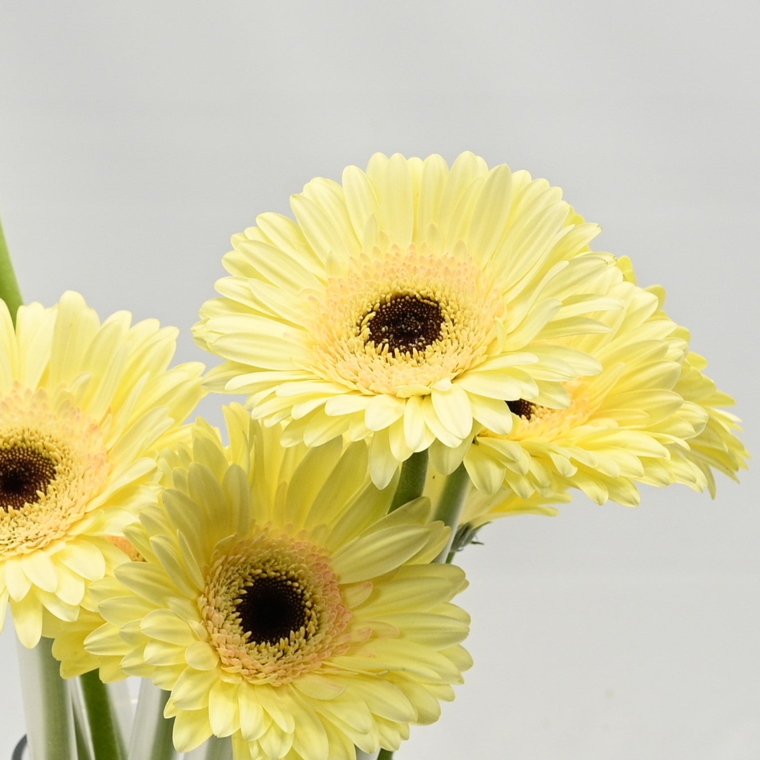 GERBERA CARTIZZE 