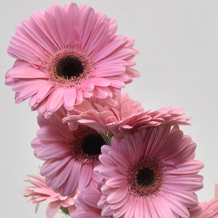 Gerbera Shanice 