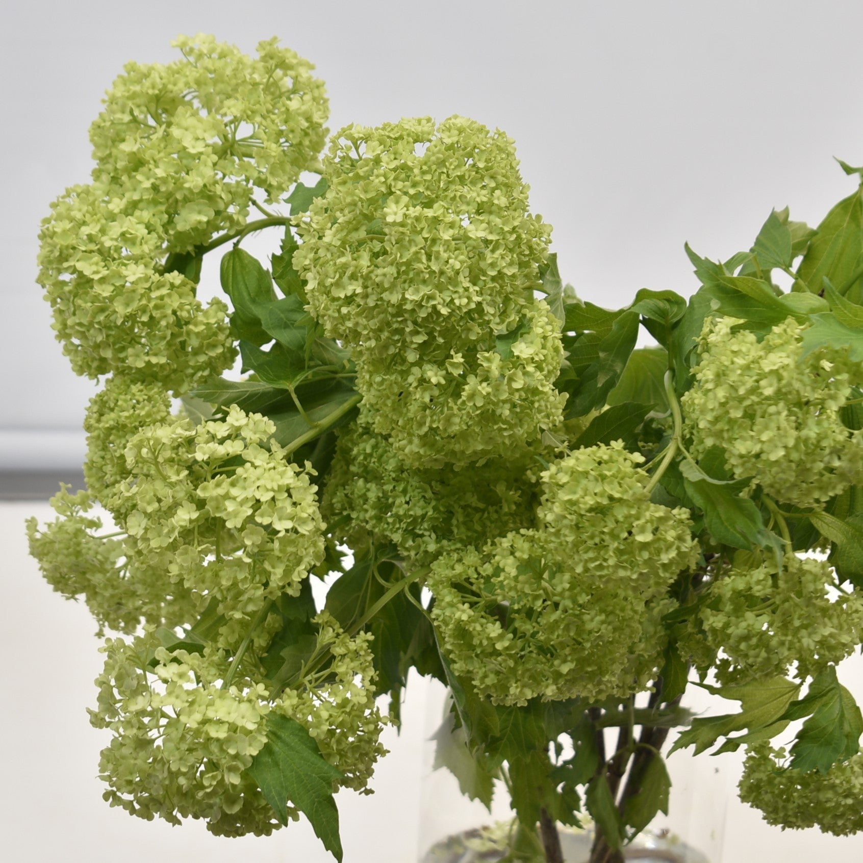VIBURNUM SNOWBALL 
