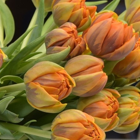 TULIP DBL ORANGE PRINCESS 