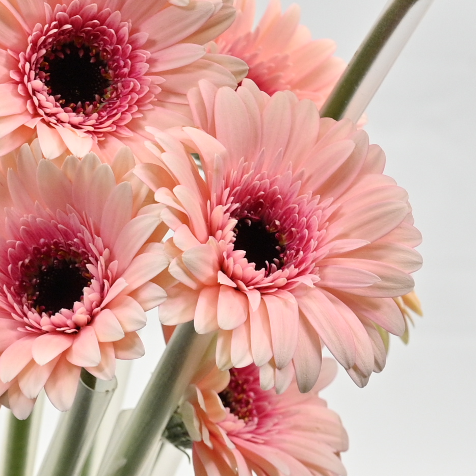 GERBERA PRADA 