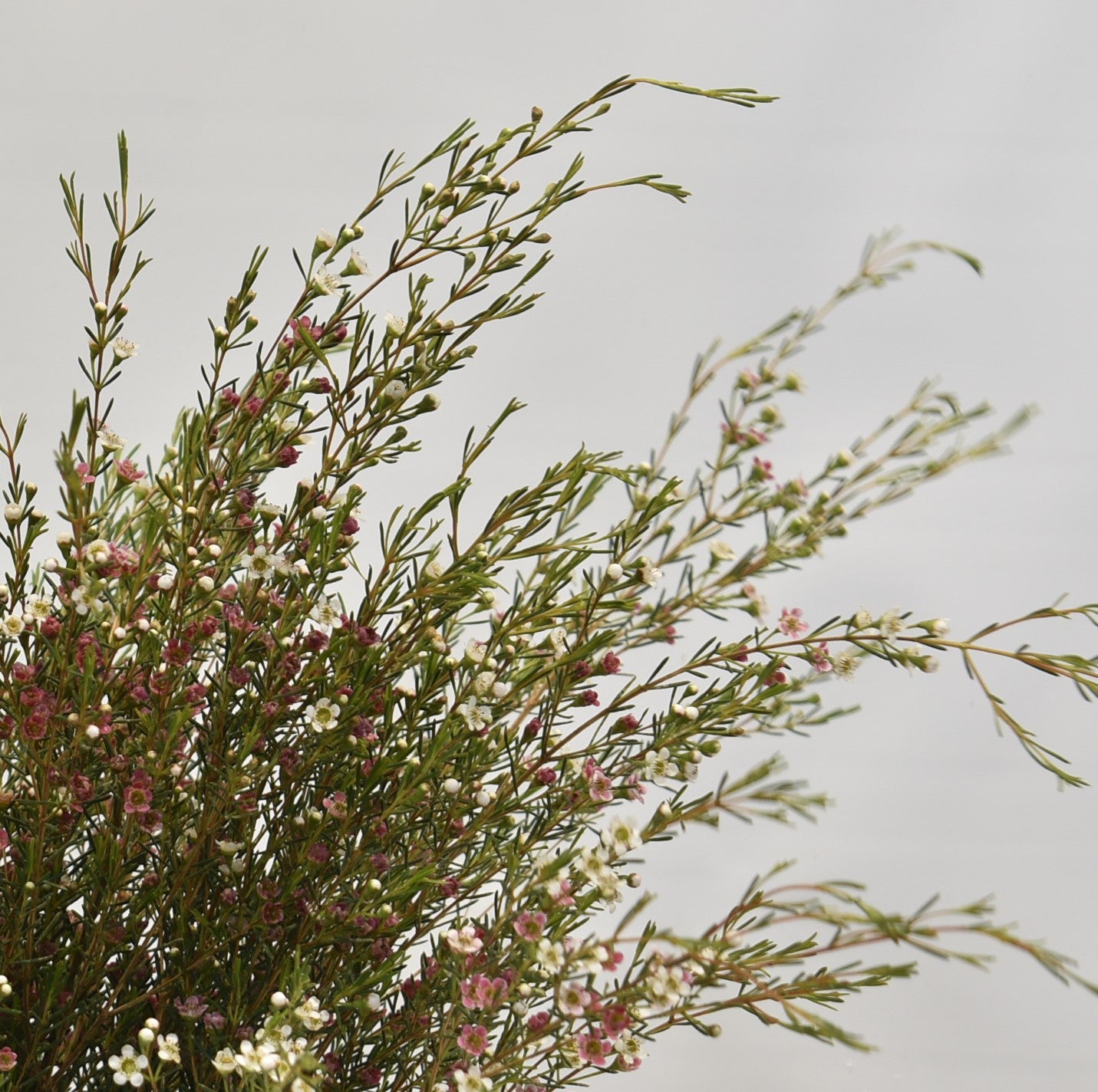 WAXFLOWER PINK 500g 