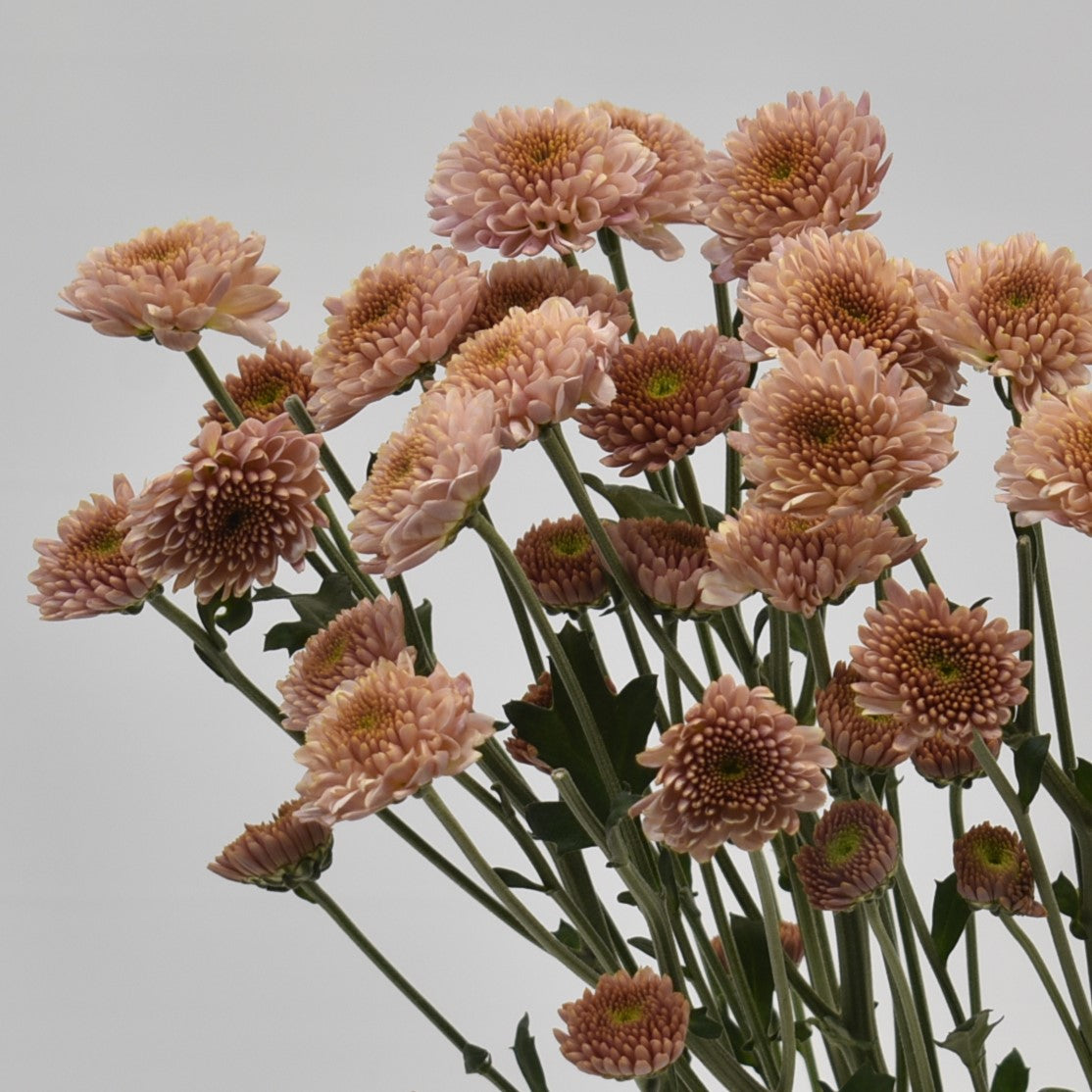 Chrysanthemum Sasaki Salmon 