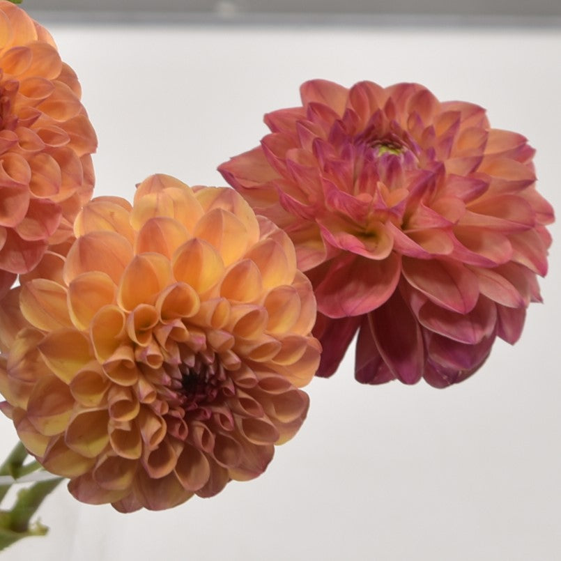 DAHLIA SALMON BALL 