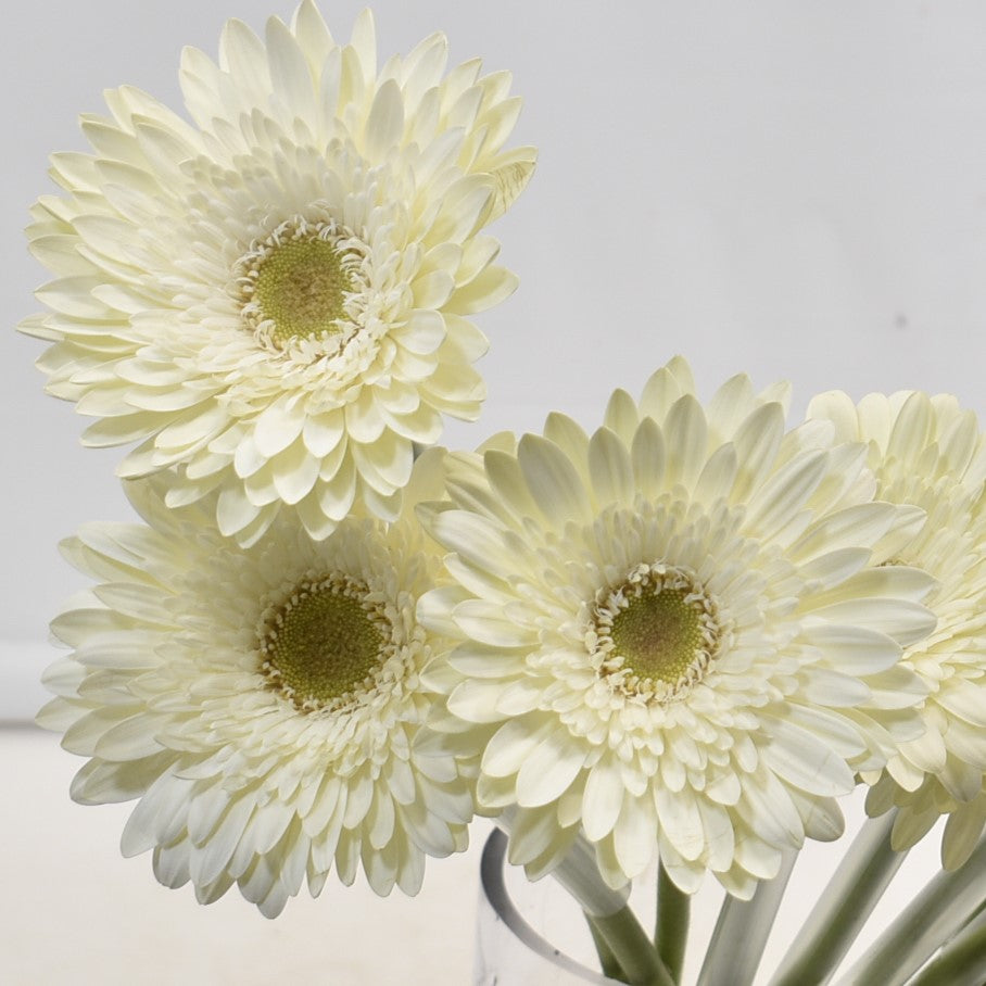 Gerbera Fahrenheit 
