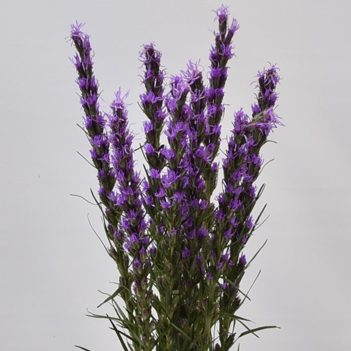 LIATRIS 