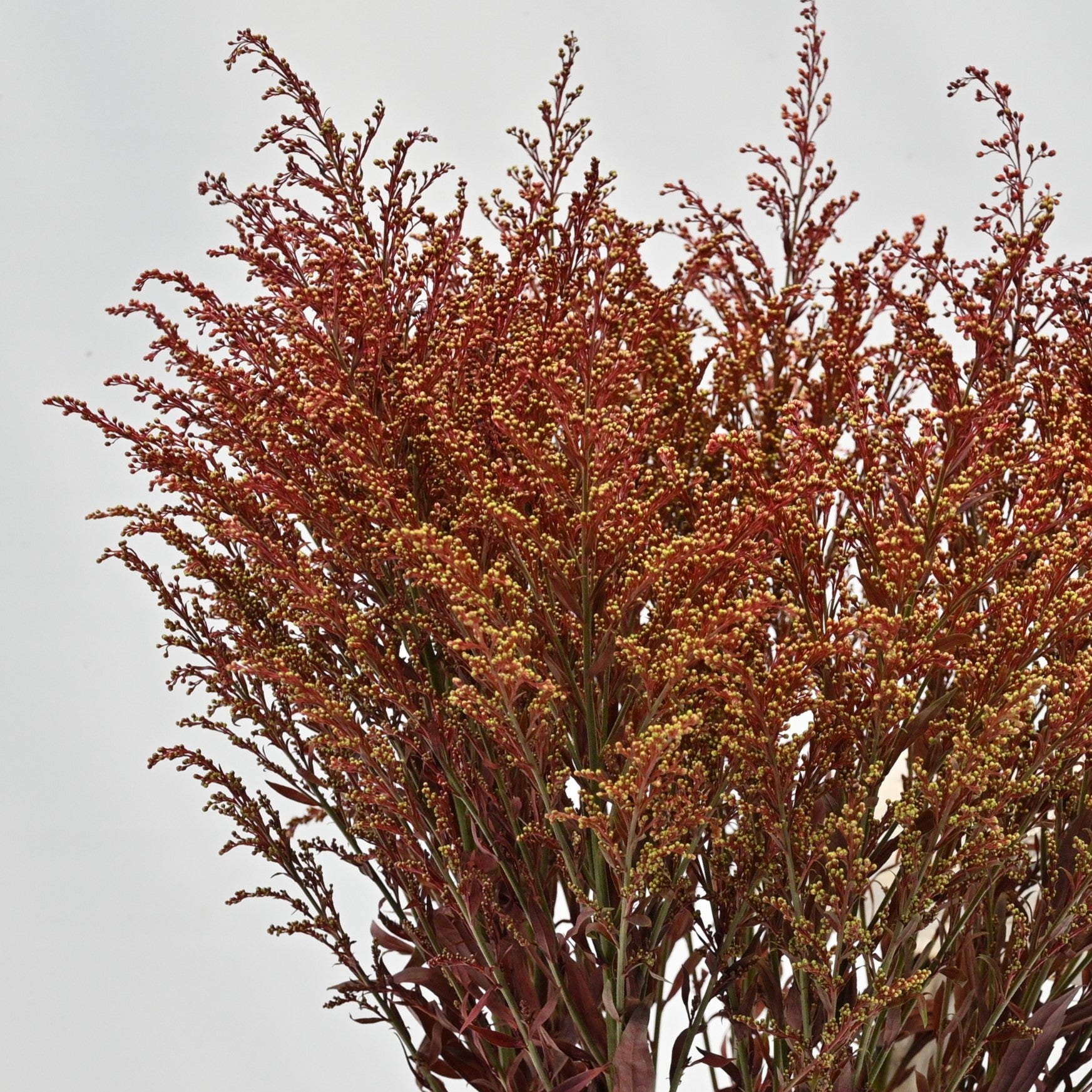 SOLIDAGO DYED BROWN 