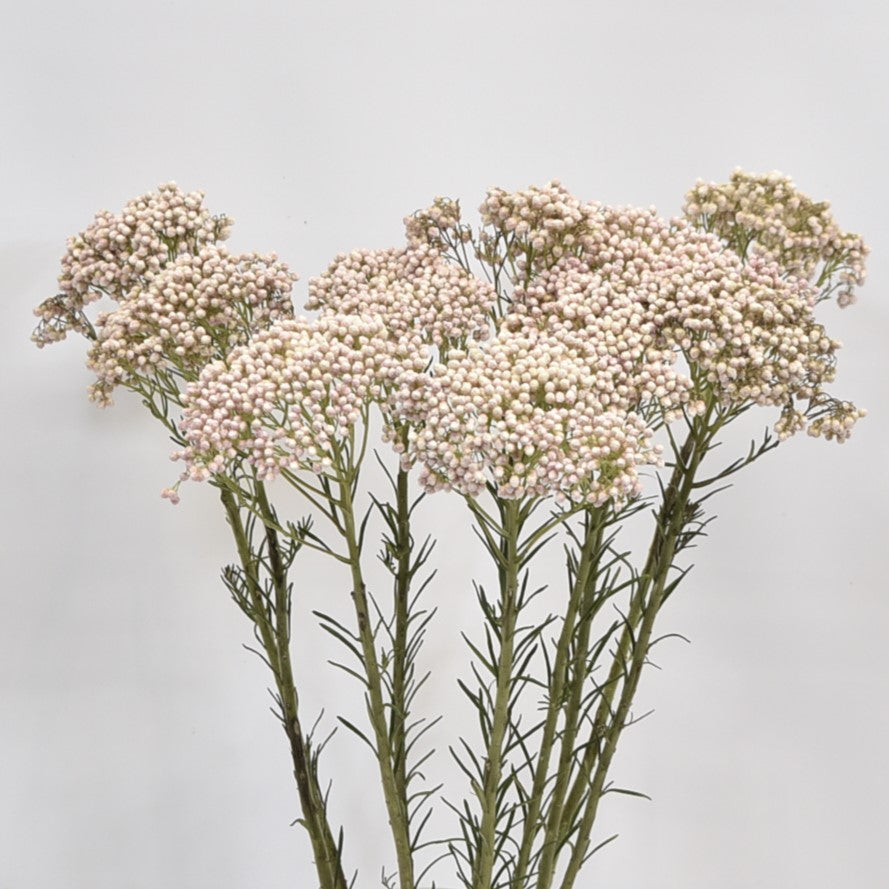 Rice Flower Victoria Pink 