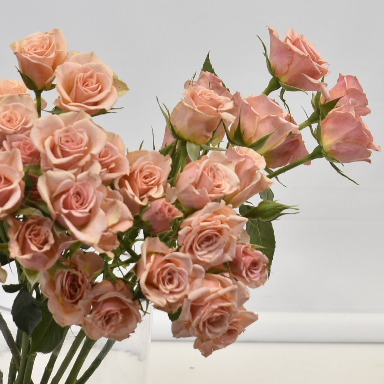 Rose Spray Peach 