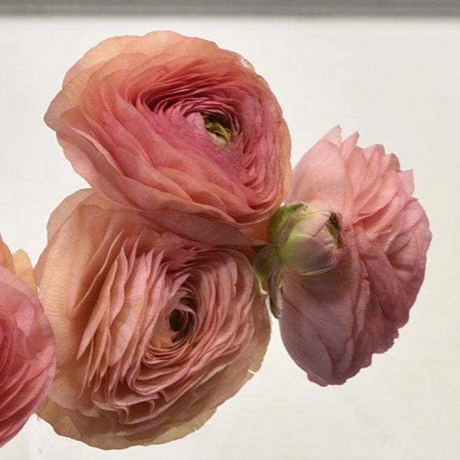 RANUNCULUS SALMON 