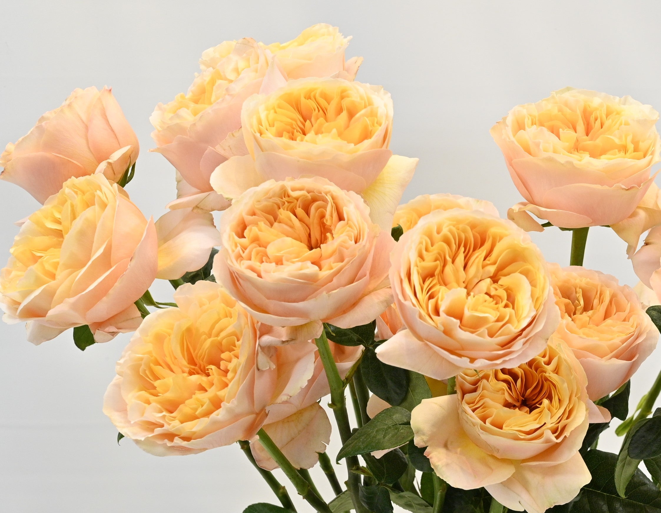 Rose Juicy Xpression 