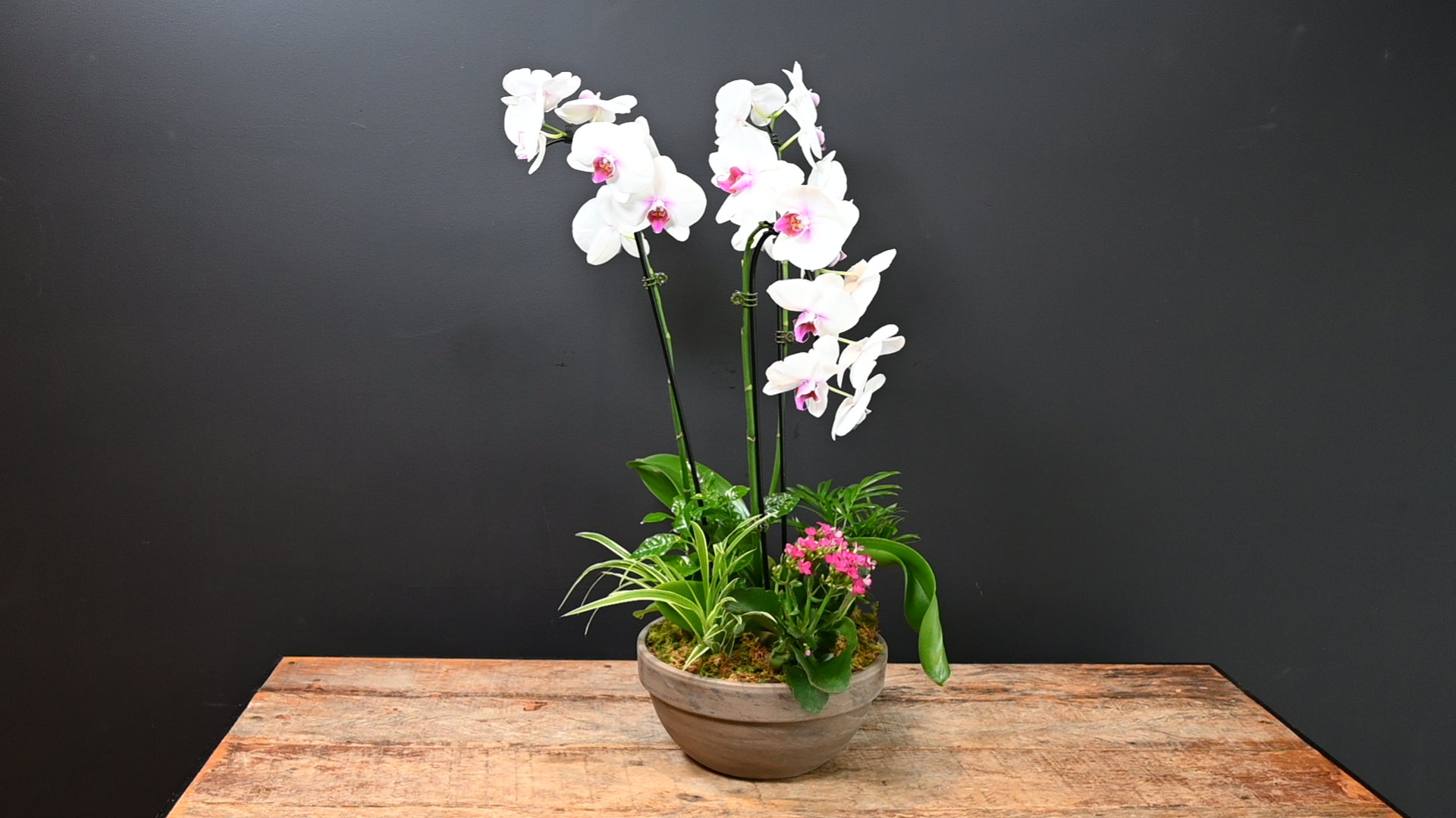 Orchid Oasis 