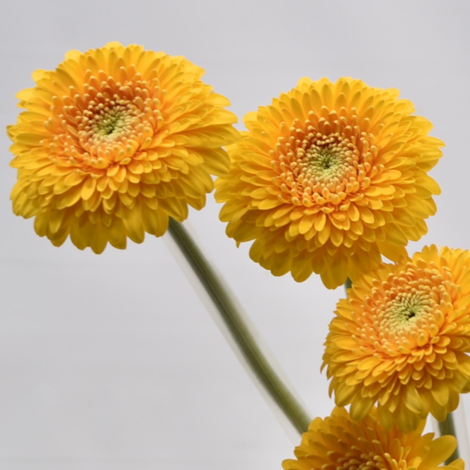 GERBERA MINI HONEYDEW 