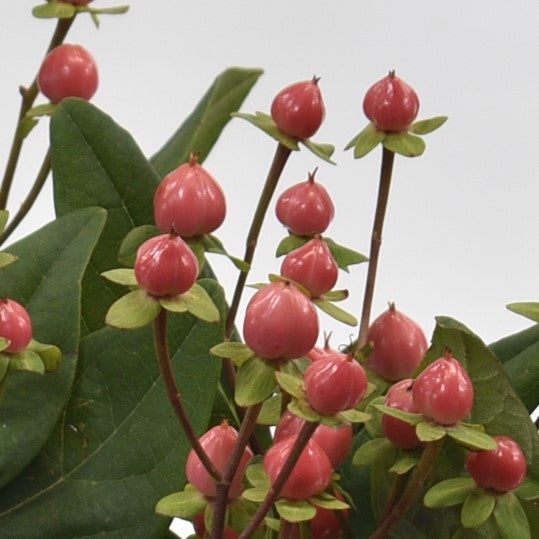 HYPERICUM BLUSHING ROMANCE 