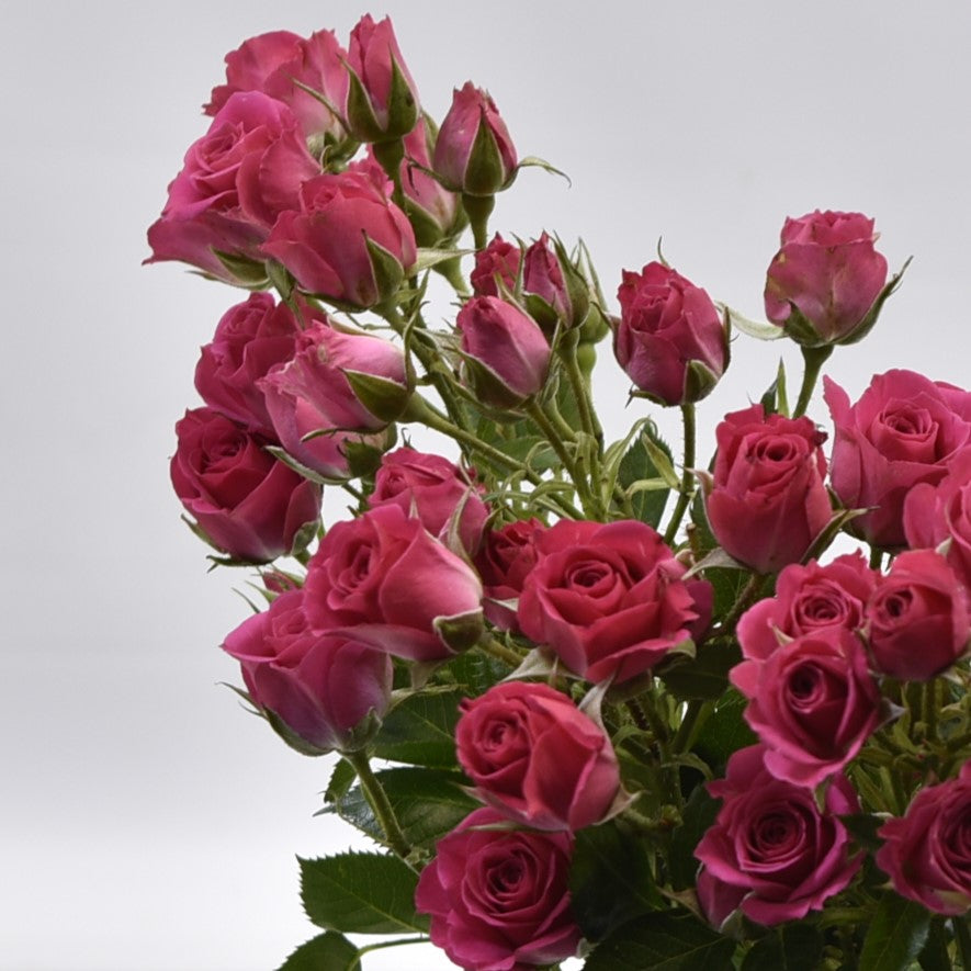 ROSE SPRAY PINK 