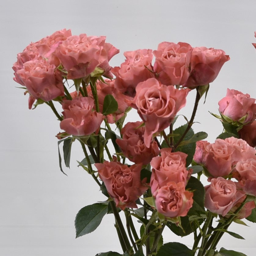 Rose Spray Valentina 