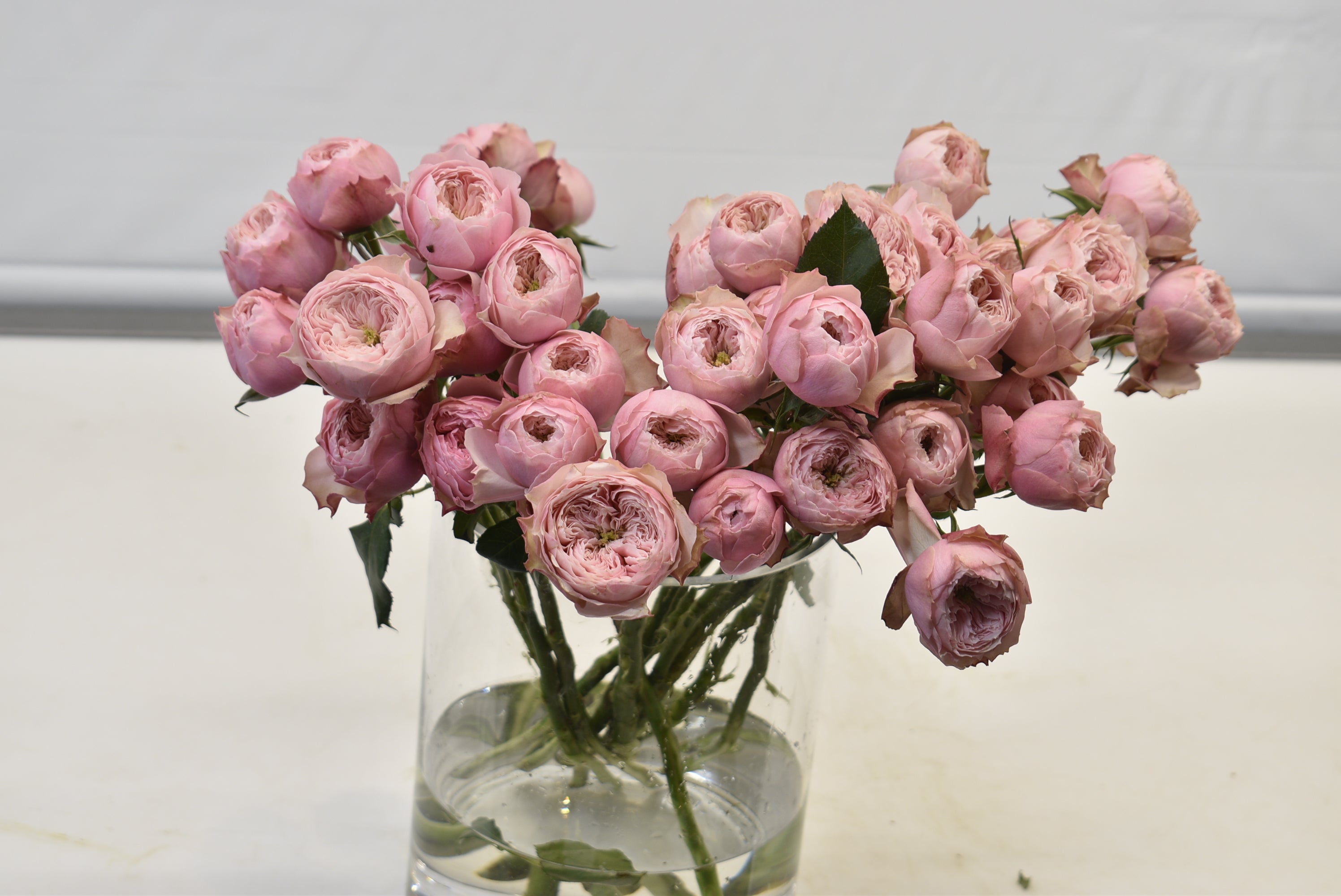 Rose Spray Northanger 