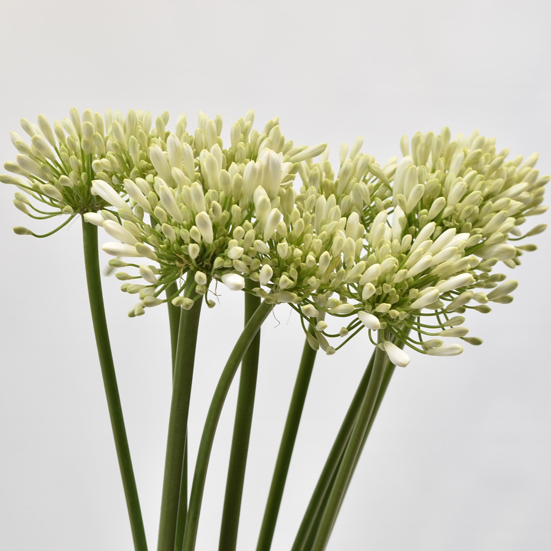 AGAPANTHUS WHITE 