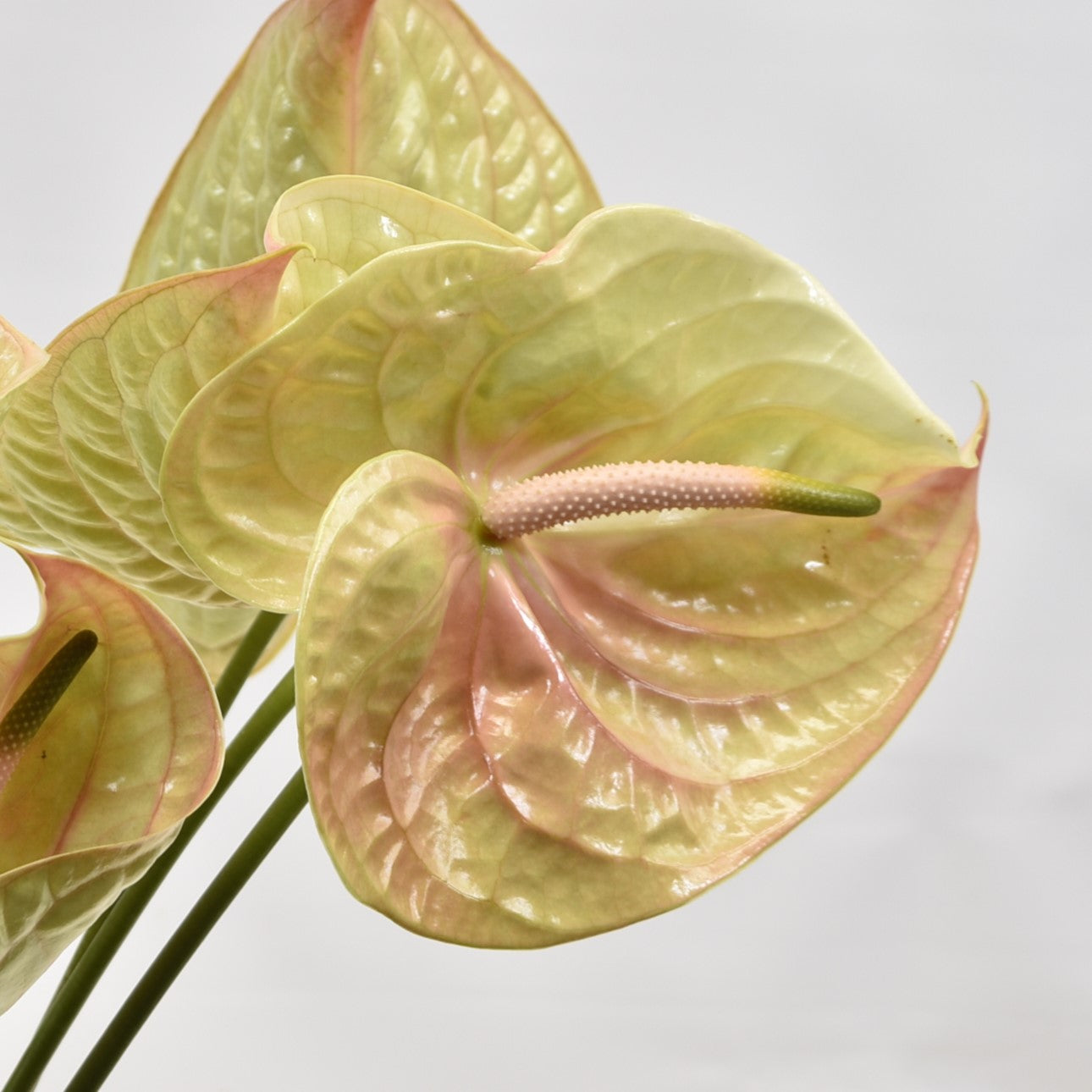 Anthurium Cognac 