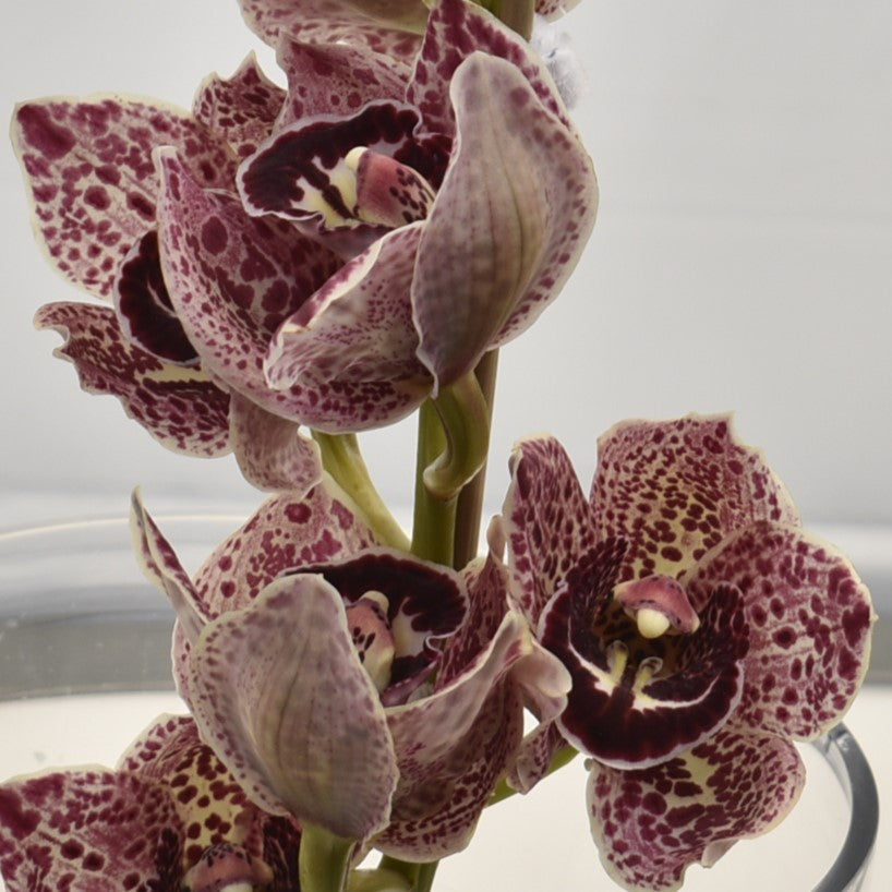 CYMBIDIUM NOVELTY PER BLOOM 