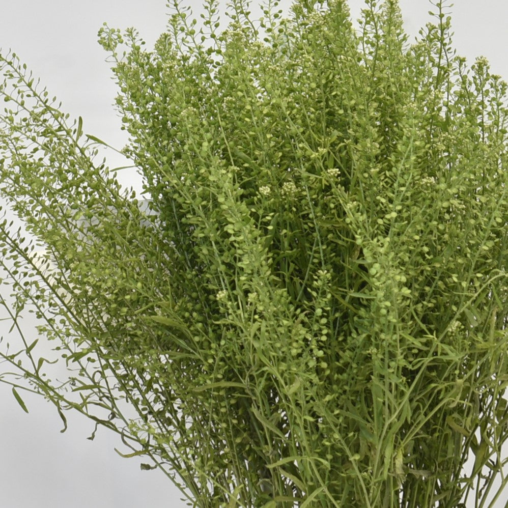 THLASPI 