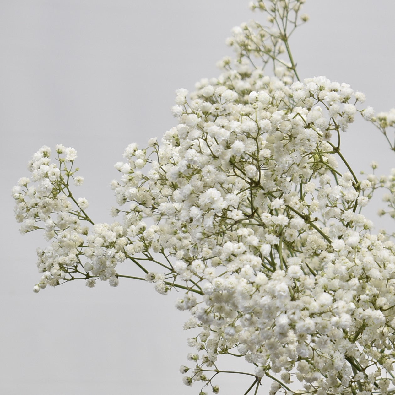 GYPSOPHILA WHITE 250G 
