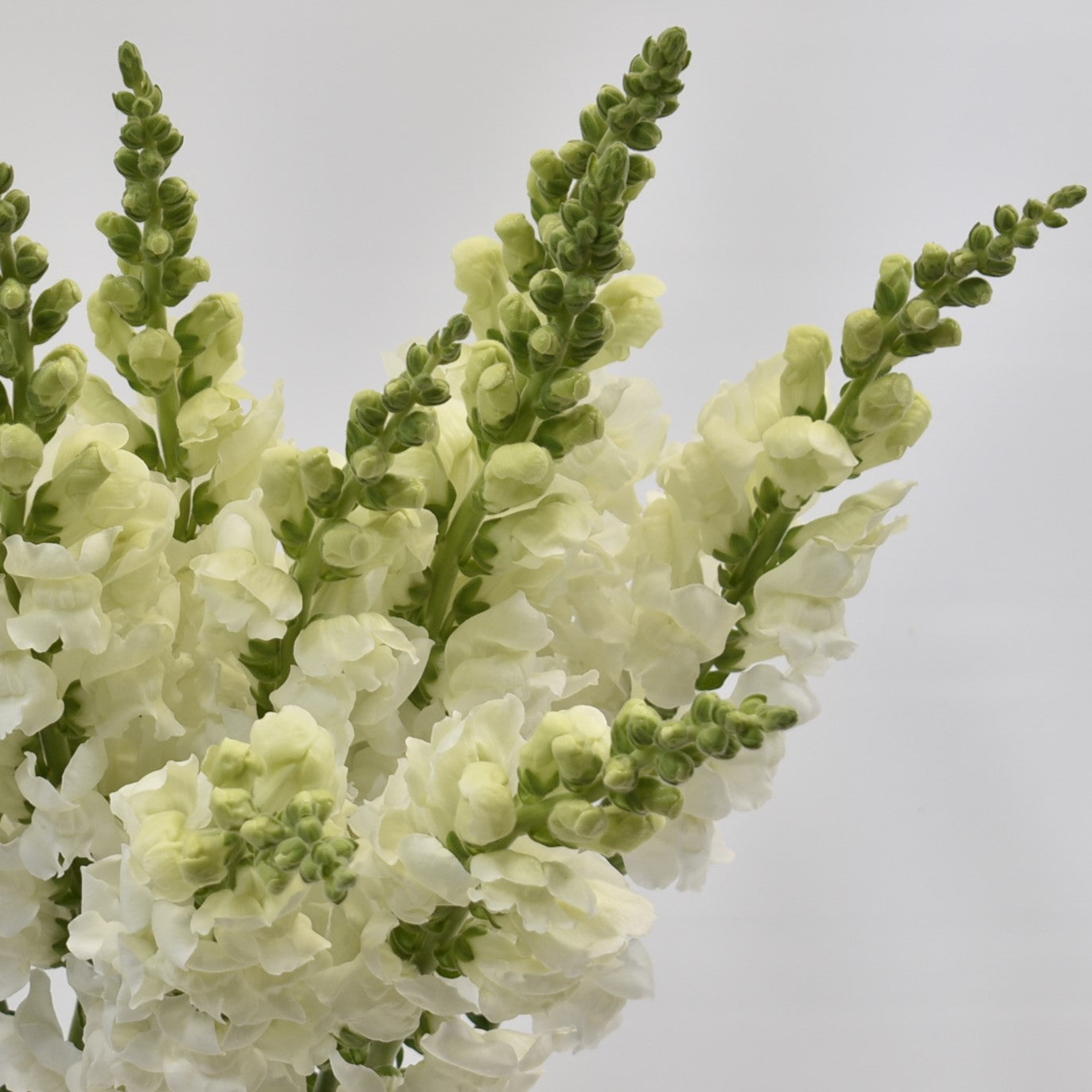 SNAPDRAGON WHITE 