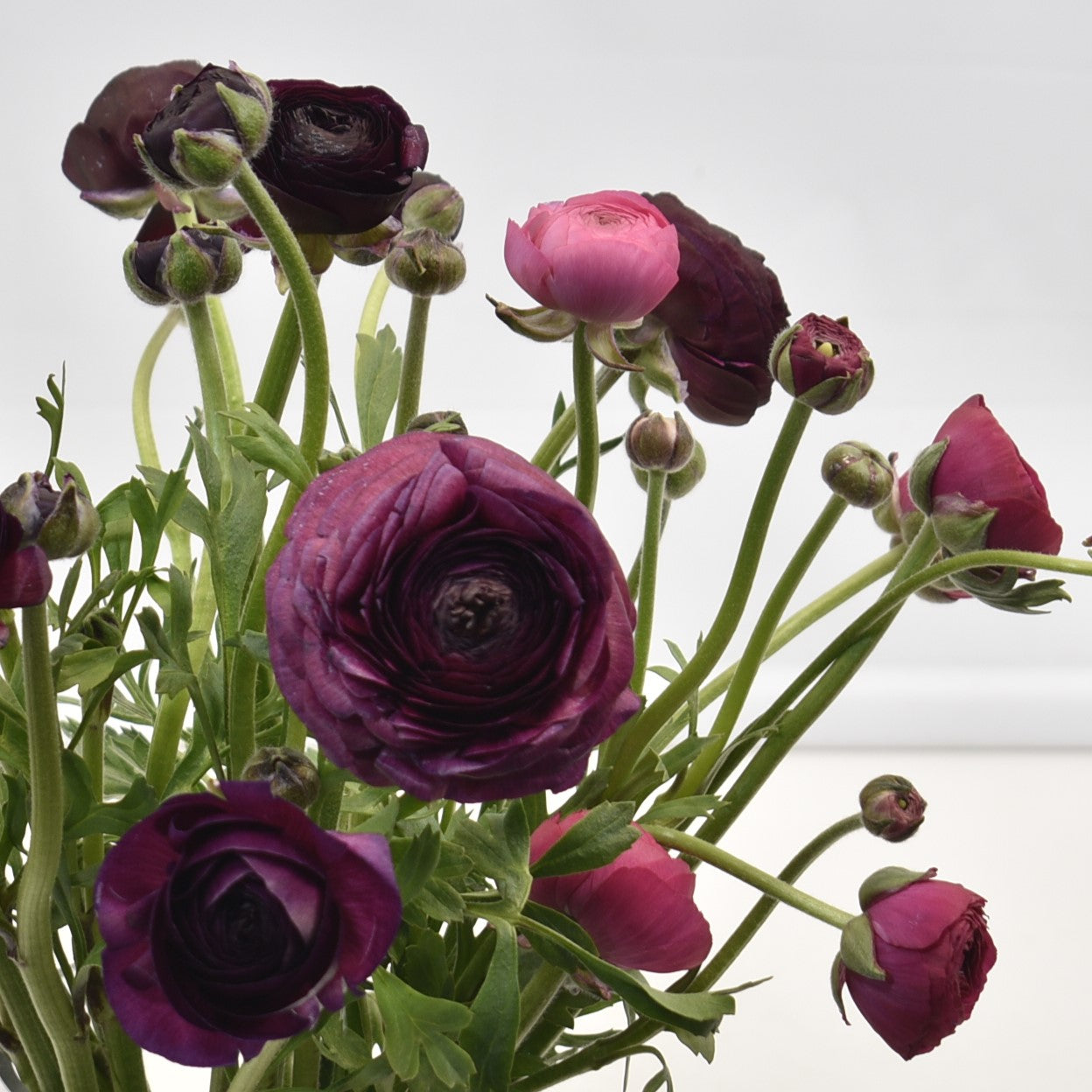 RANUNCULUS ASSORTED 
