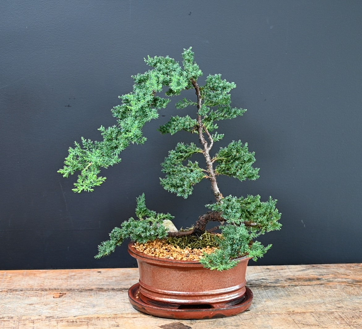 Bonsai Tree 10" 