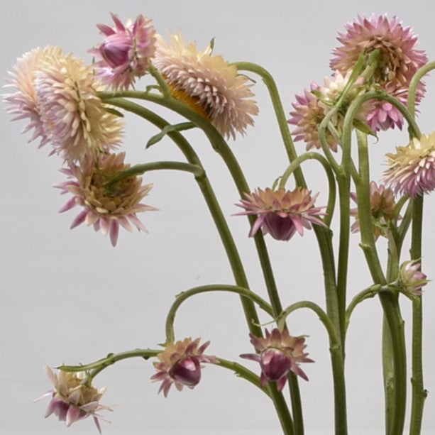Strawflower Assorted 