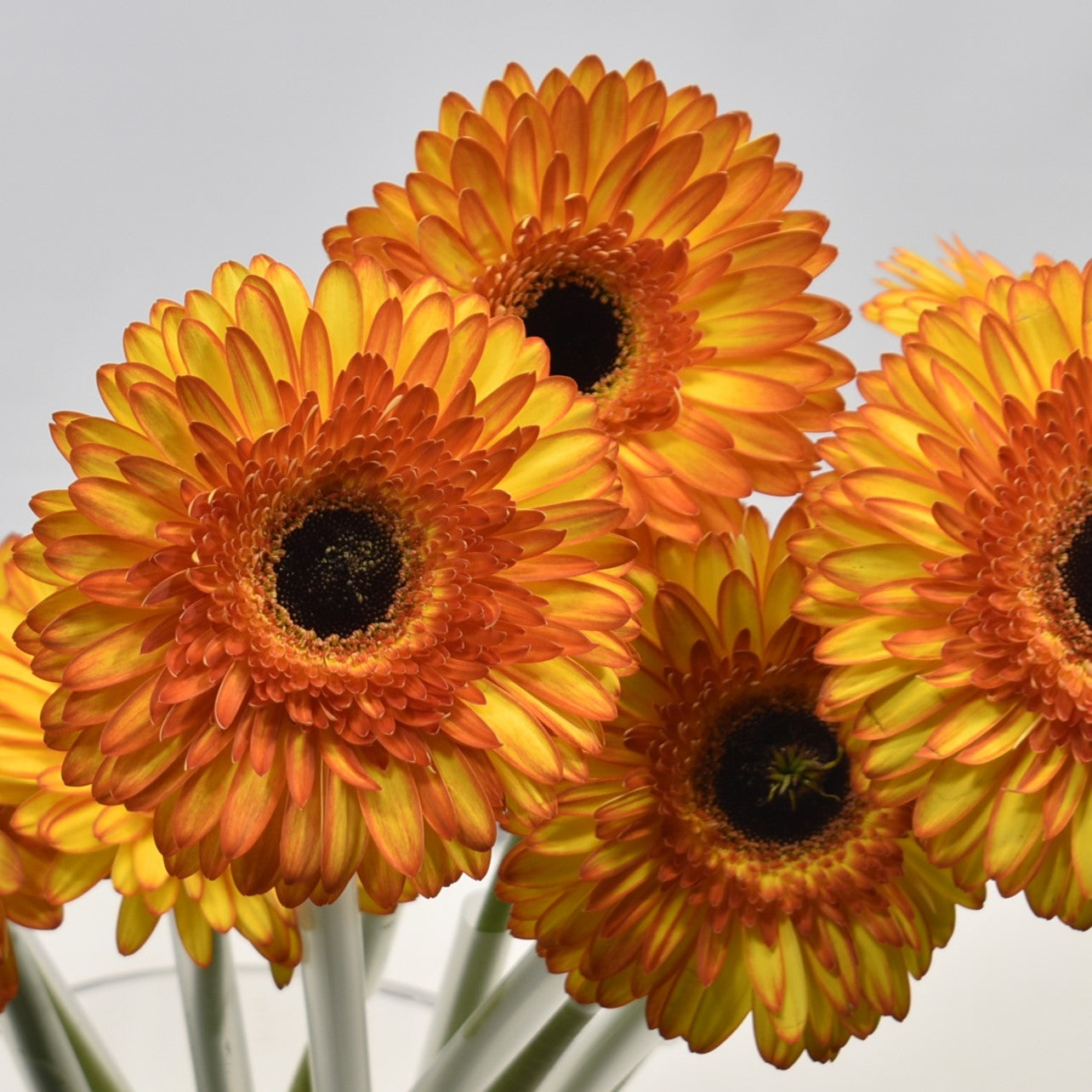 GERBERA SPOTLIGHT 