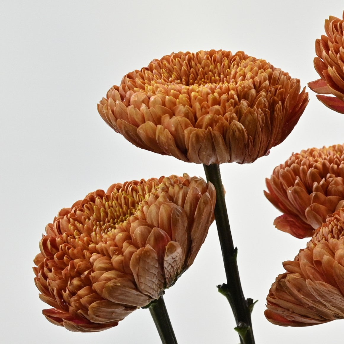 Chrysanthemum Fogata 
