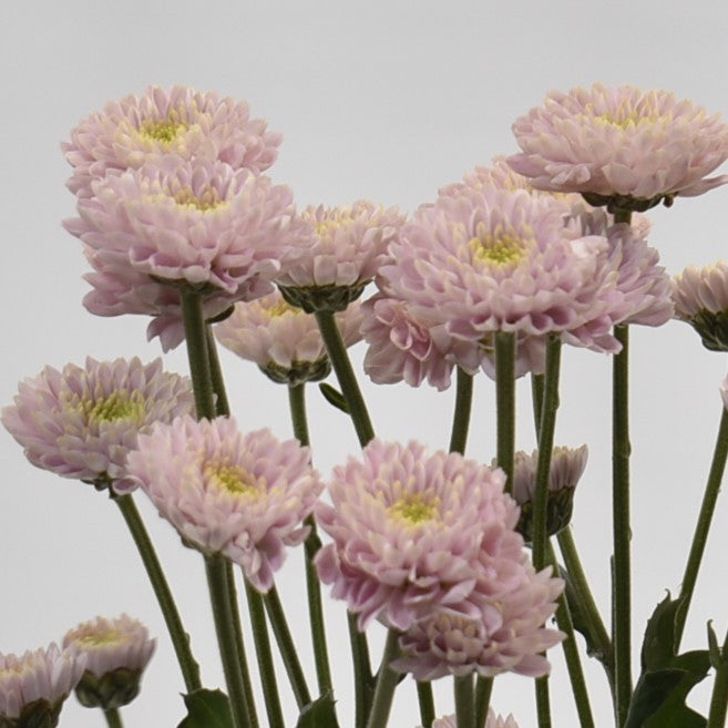 CHRYSANTHEMUM ASSORTED 