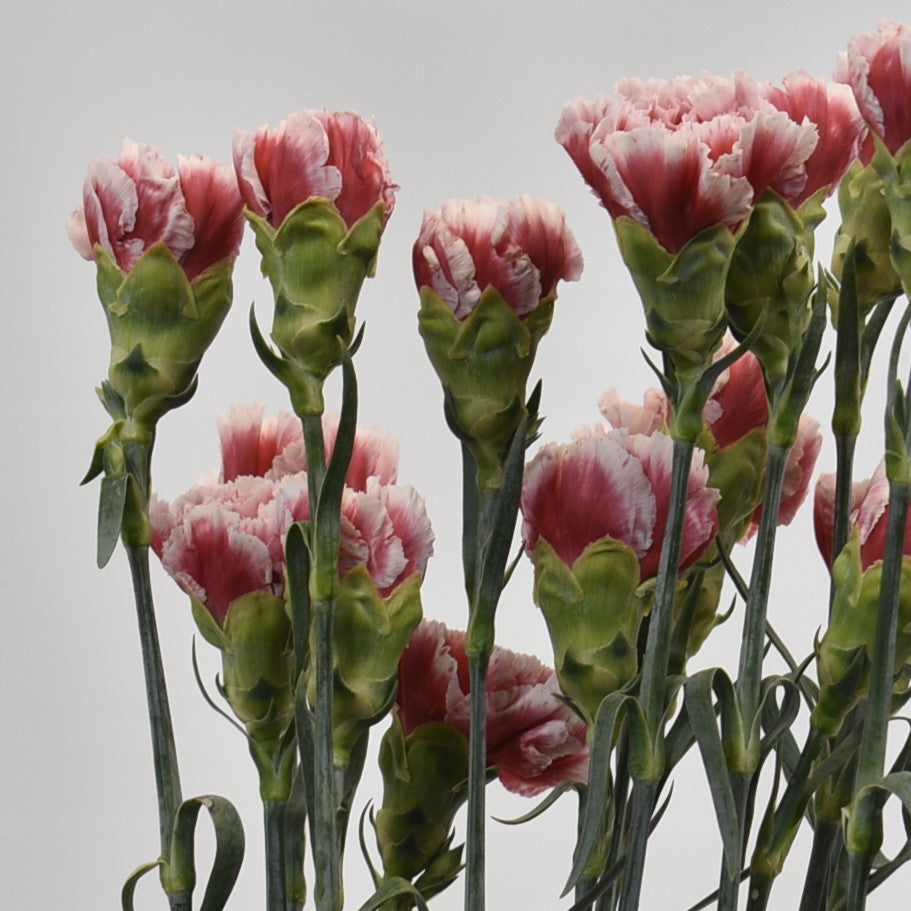 Carnation Frontera 