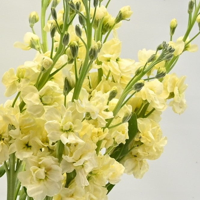 STOCK CREAM 