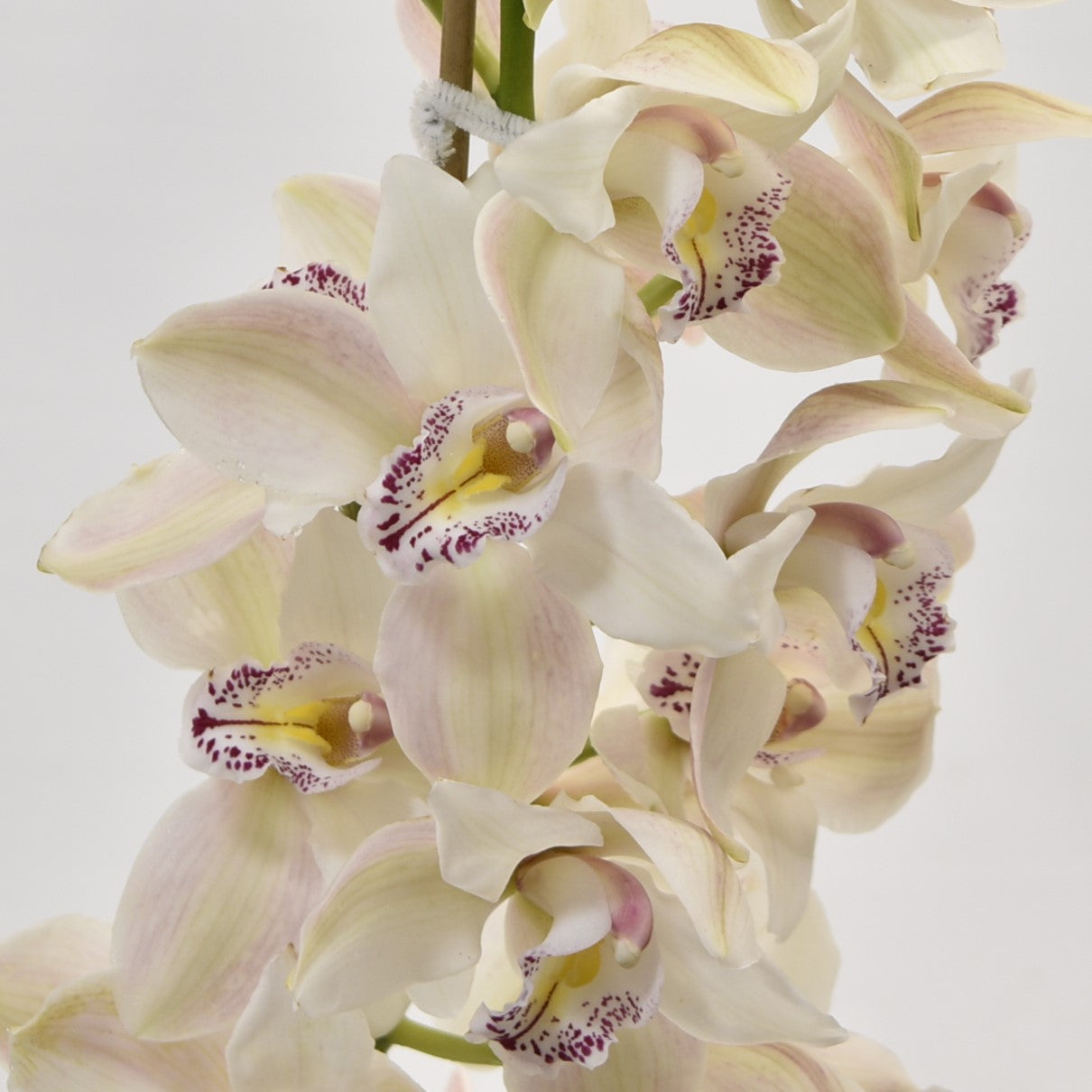 CYMBIDIUM WHITE PER BLOOM 