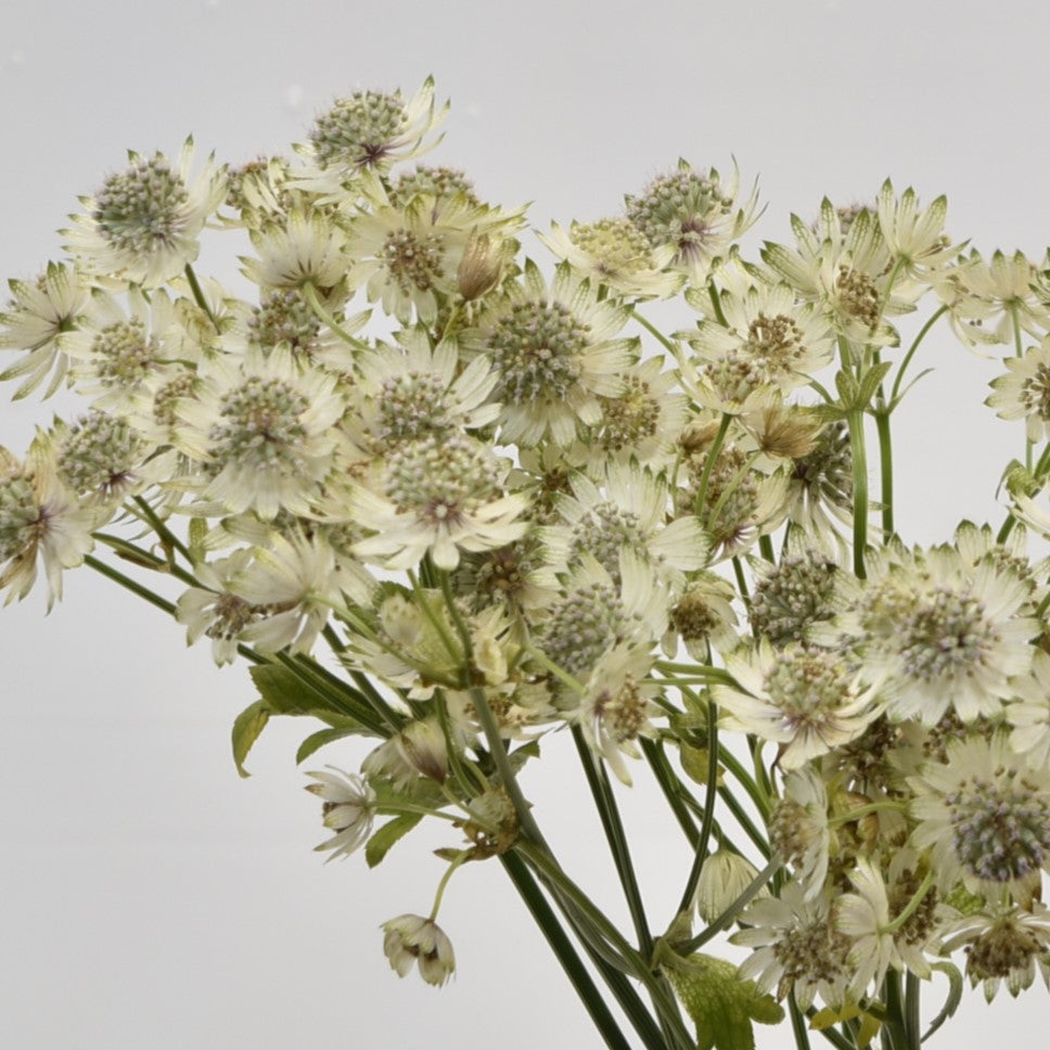 ASTRANTIA MILLION STAR 