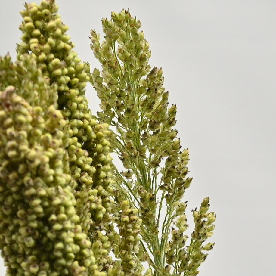BROOMCORN 