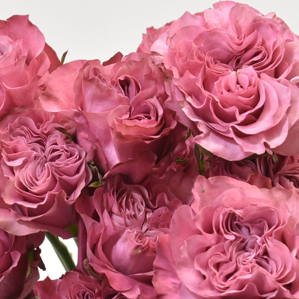 Rose Garden Country Blues 