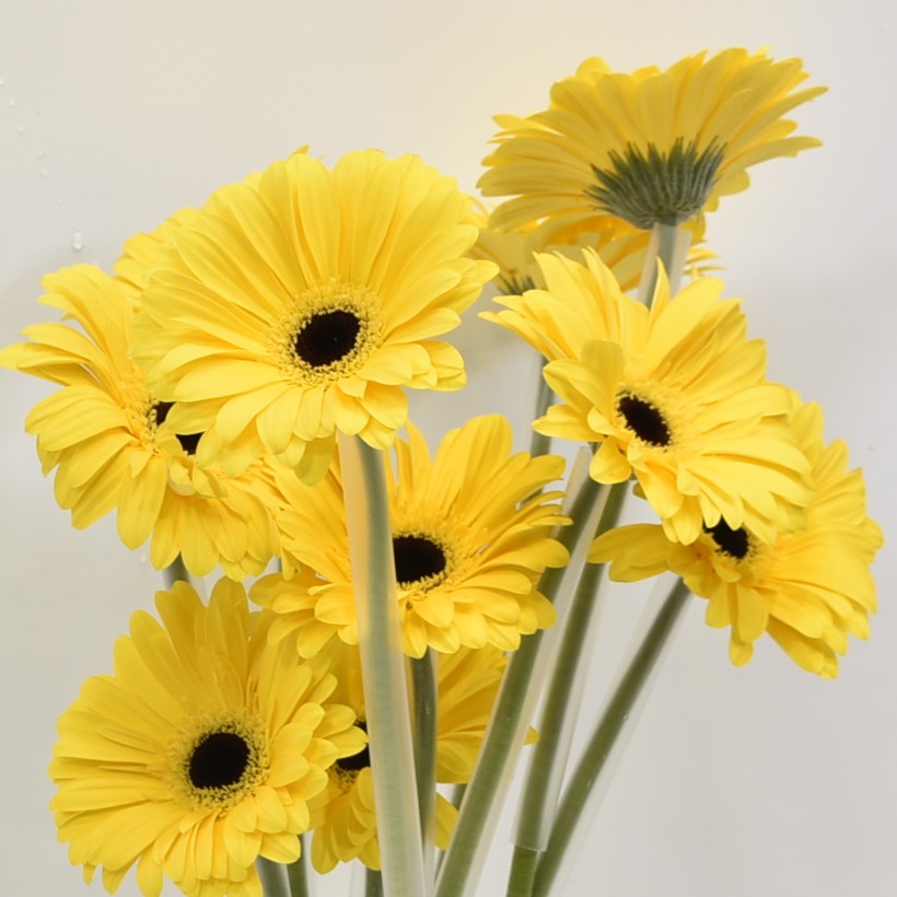 GERBERA OLYMPIC GOLD 